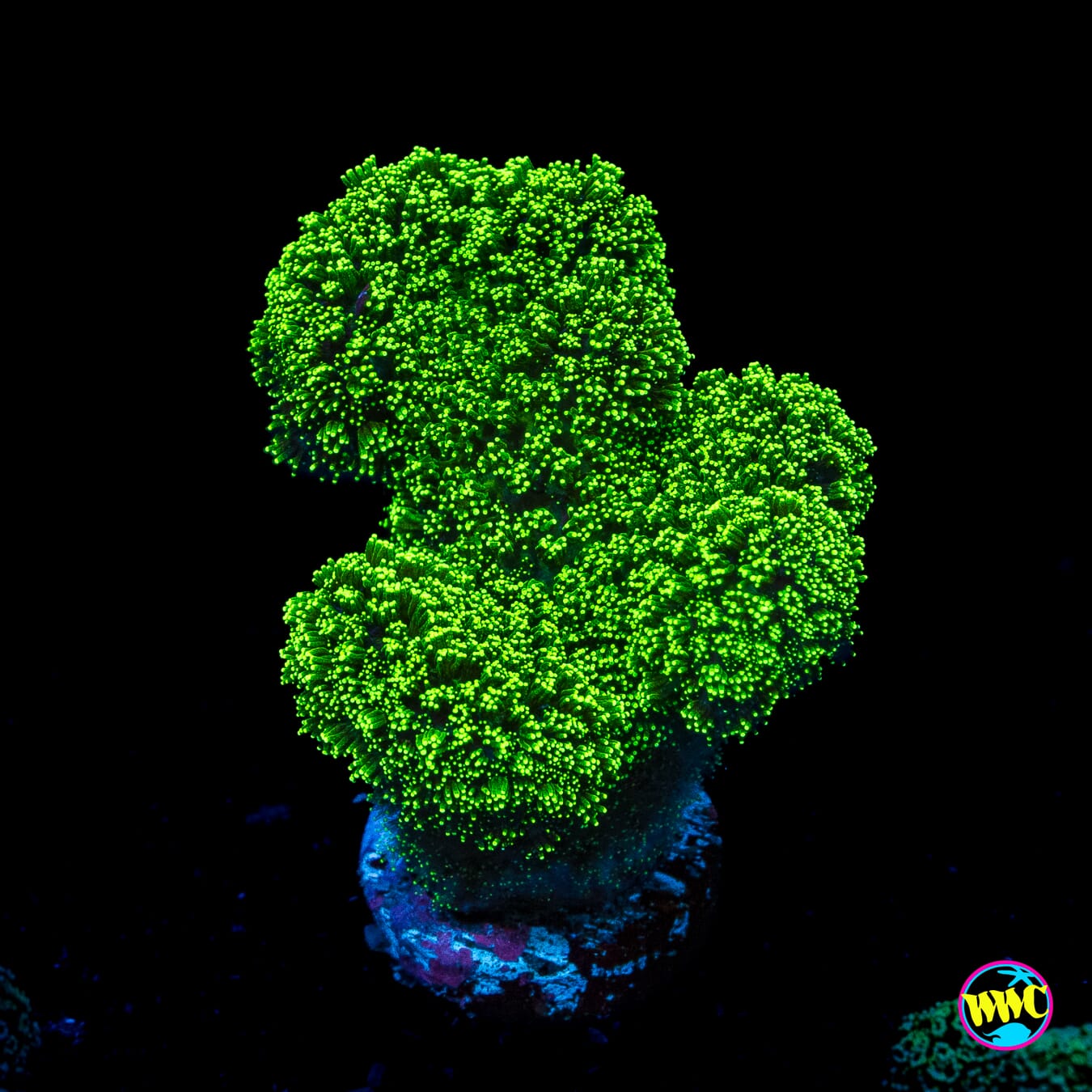 WWC Green Goblin Stylophora