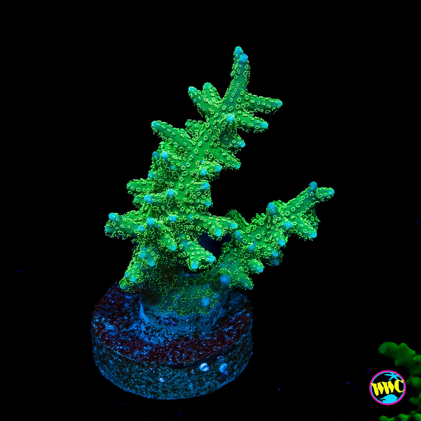 RW Jade Dragon Birdsnest
