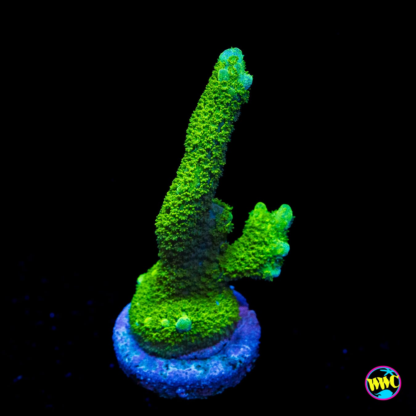 Green Digitata Montipora