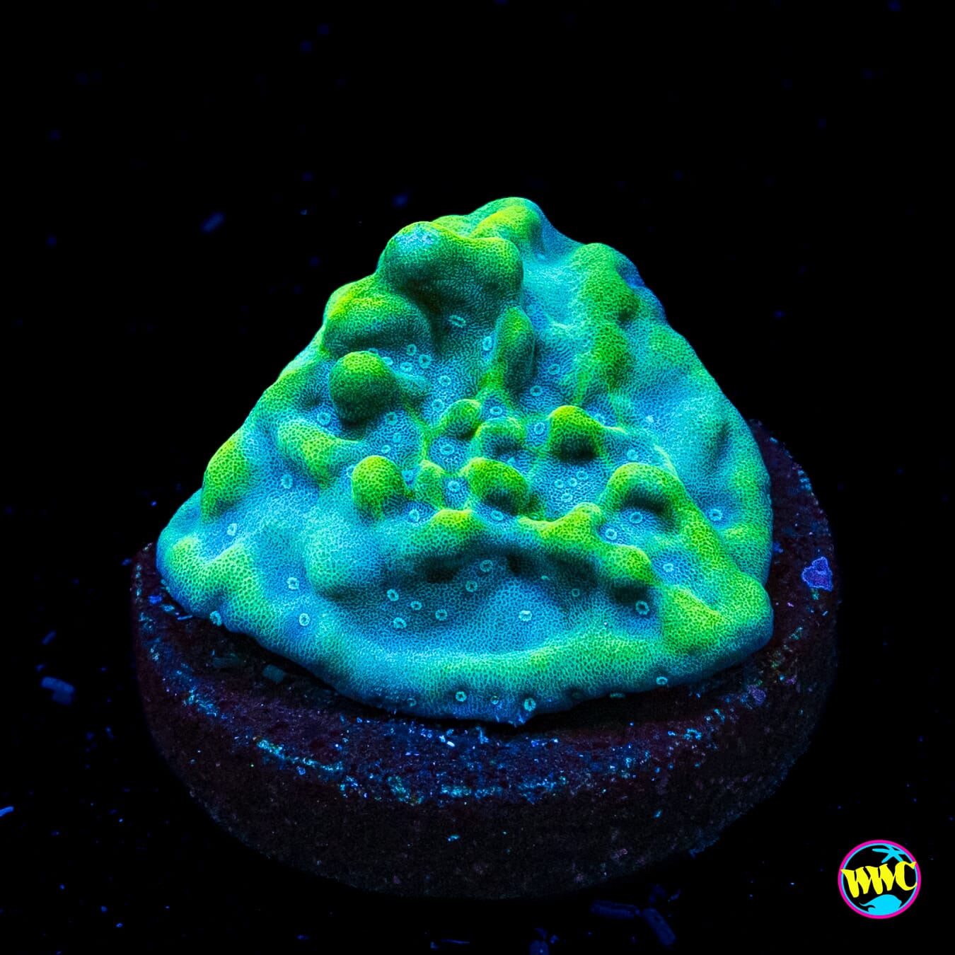 WWC Apple Berry Montipora