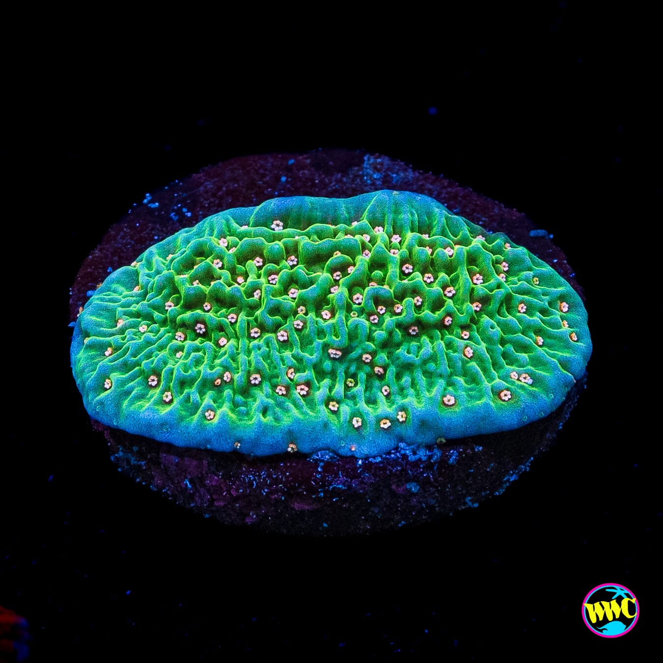 Green Eggs and Ham Montipora