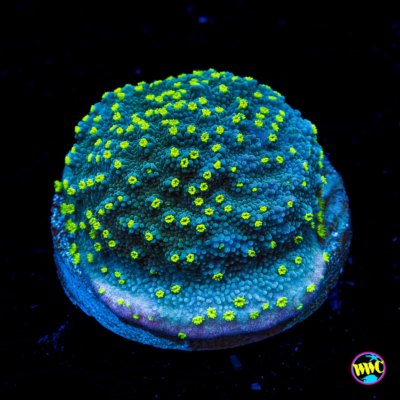 WWC Toxic Glow Montipora