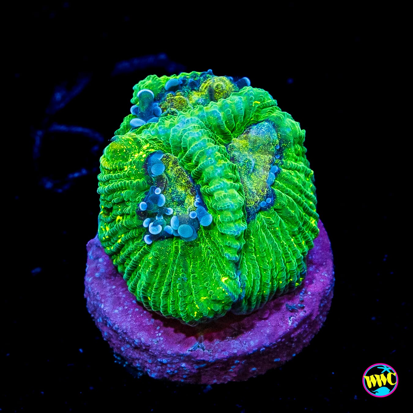 Chameleon Favia