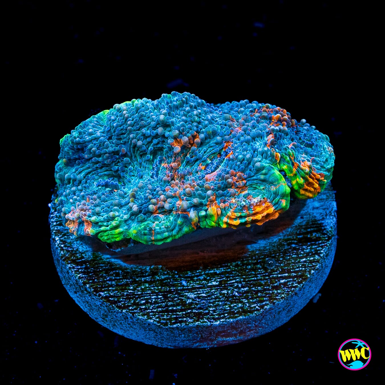 Blue Sky Echinata