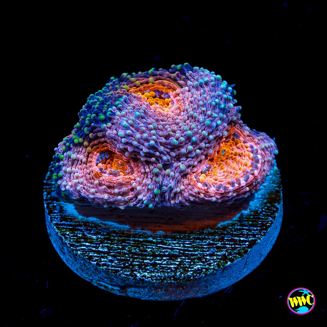 Pink Slips Echinata