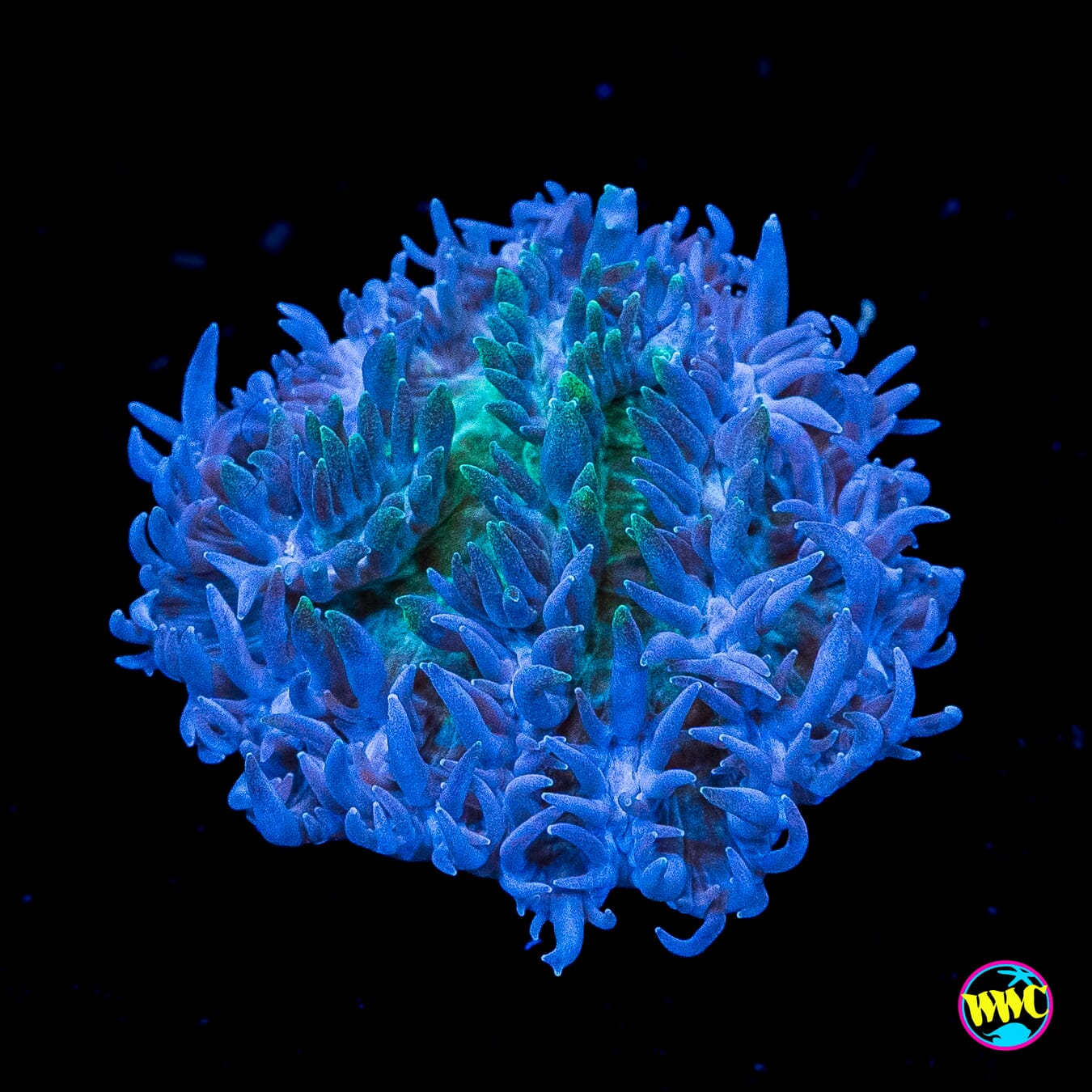 WWC Blueberry Hydnophora