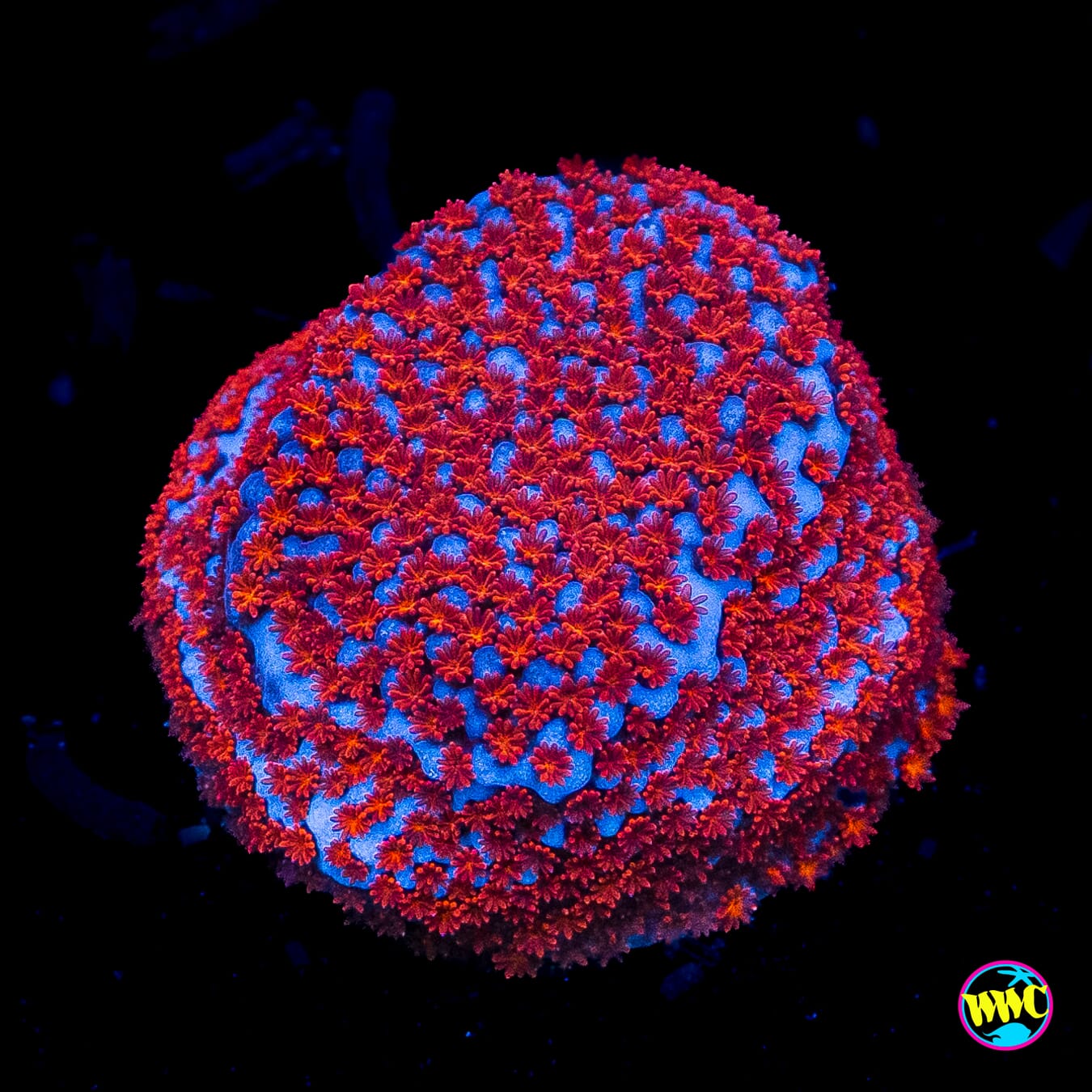 Superman Montipora