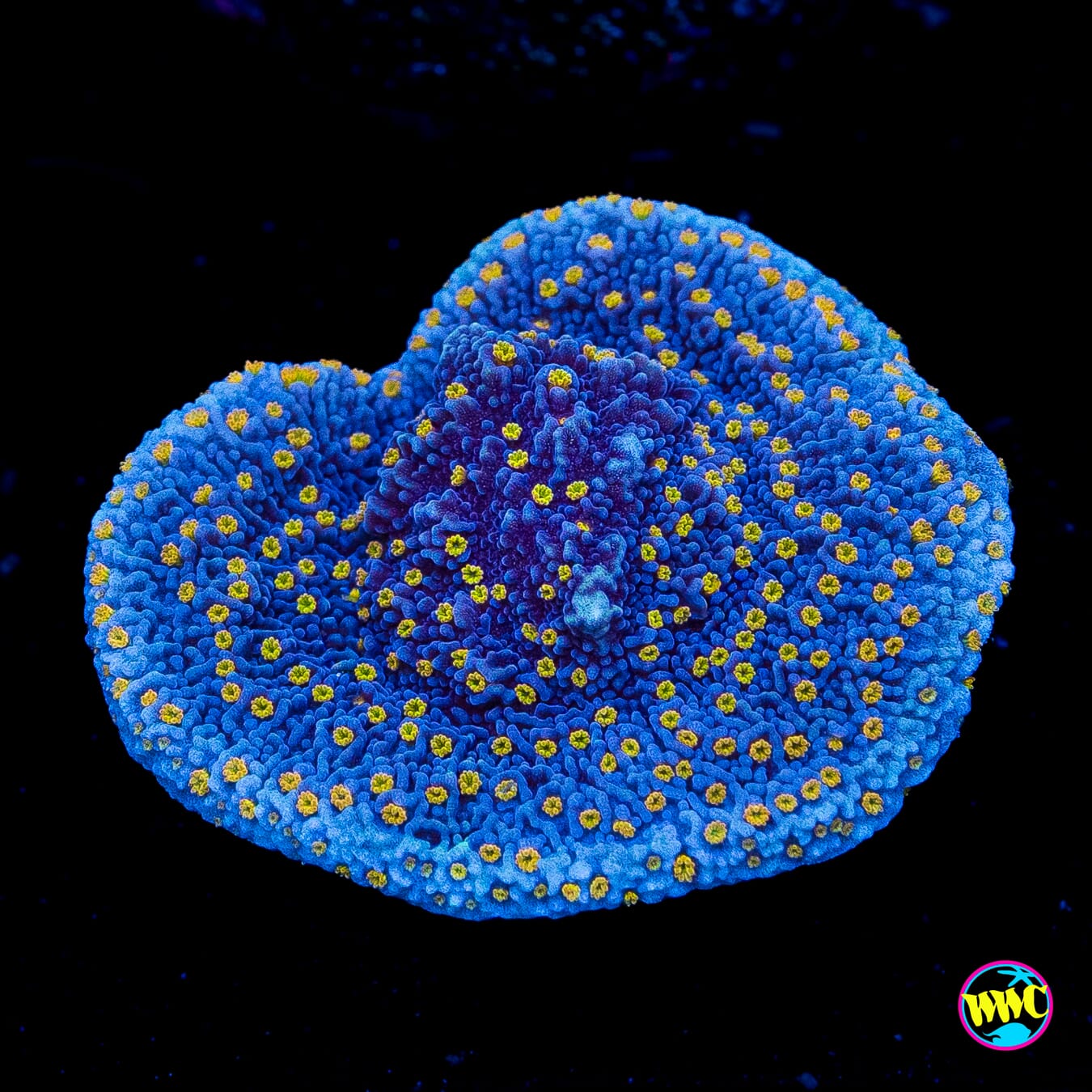 WWC Golden Lantern Montipora Cap