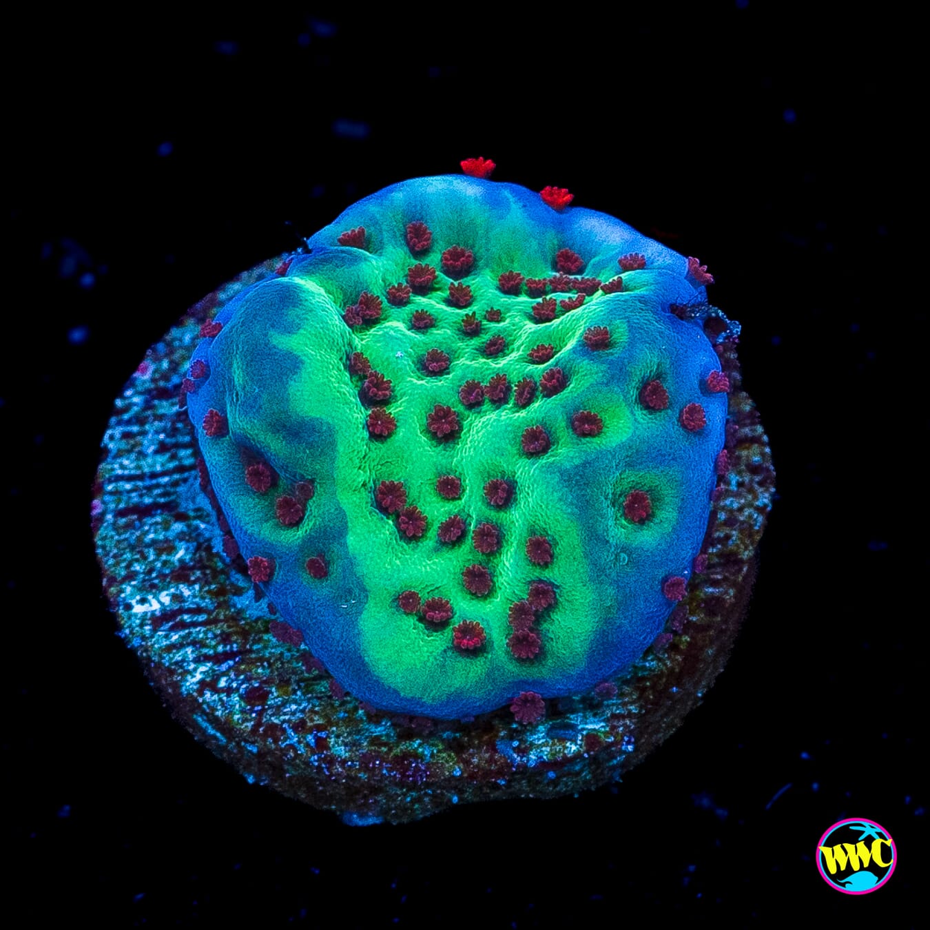 Jedi Mind Trick Montipora