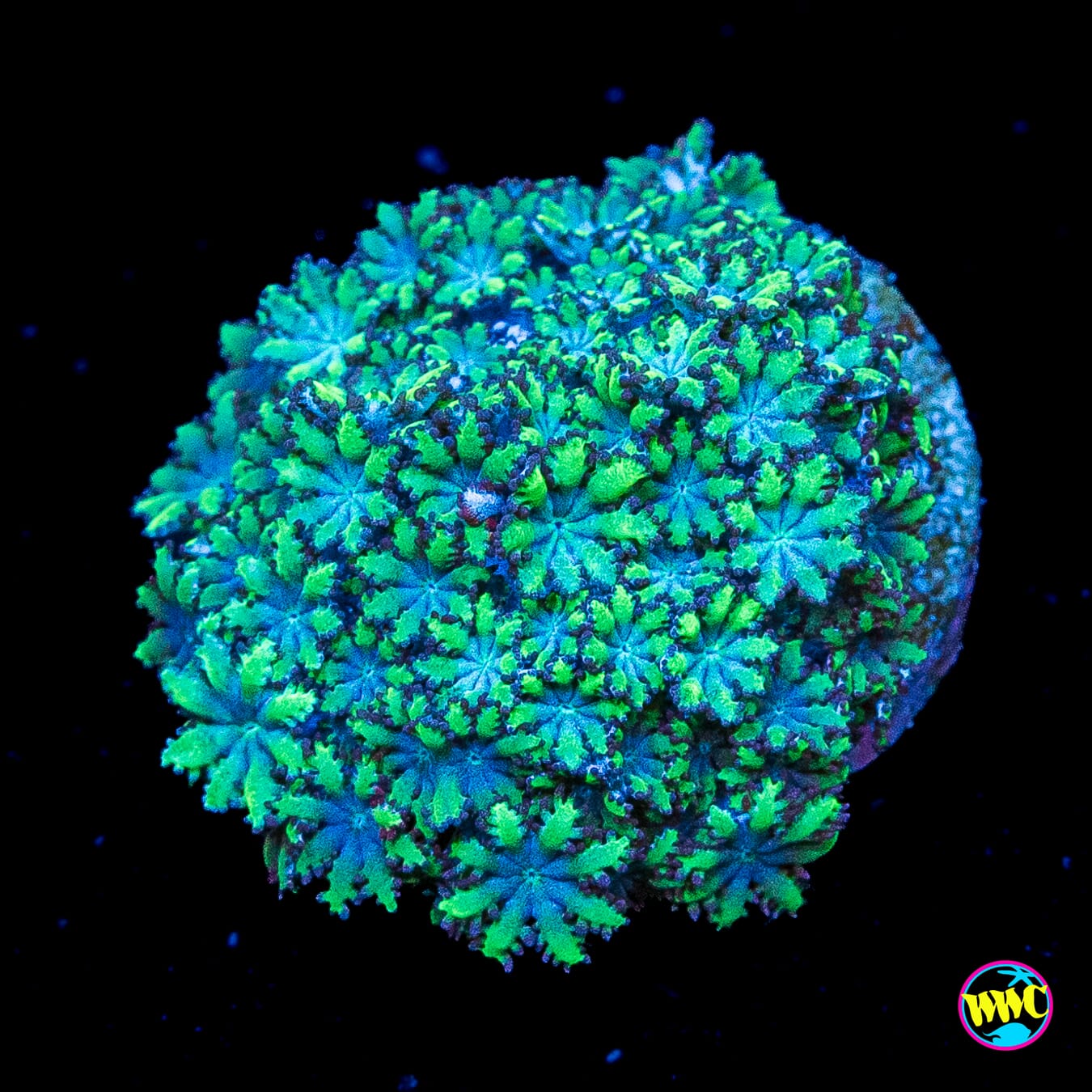 WWC Blue Sympodium