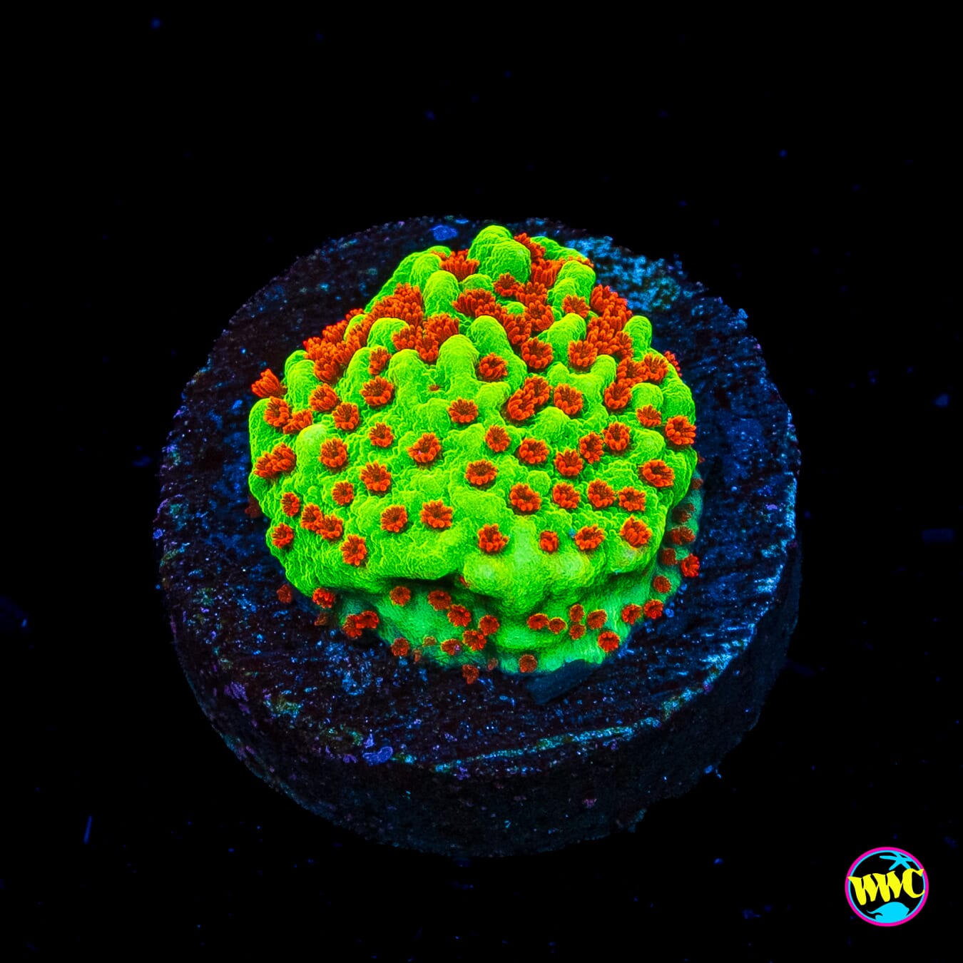 WWC Spicy Banana Montipora