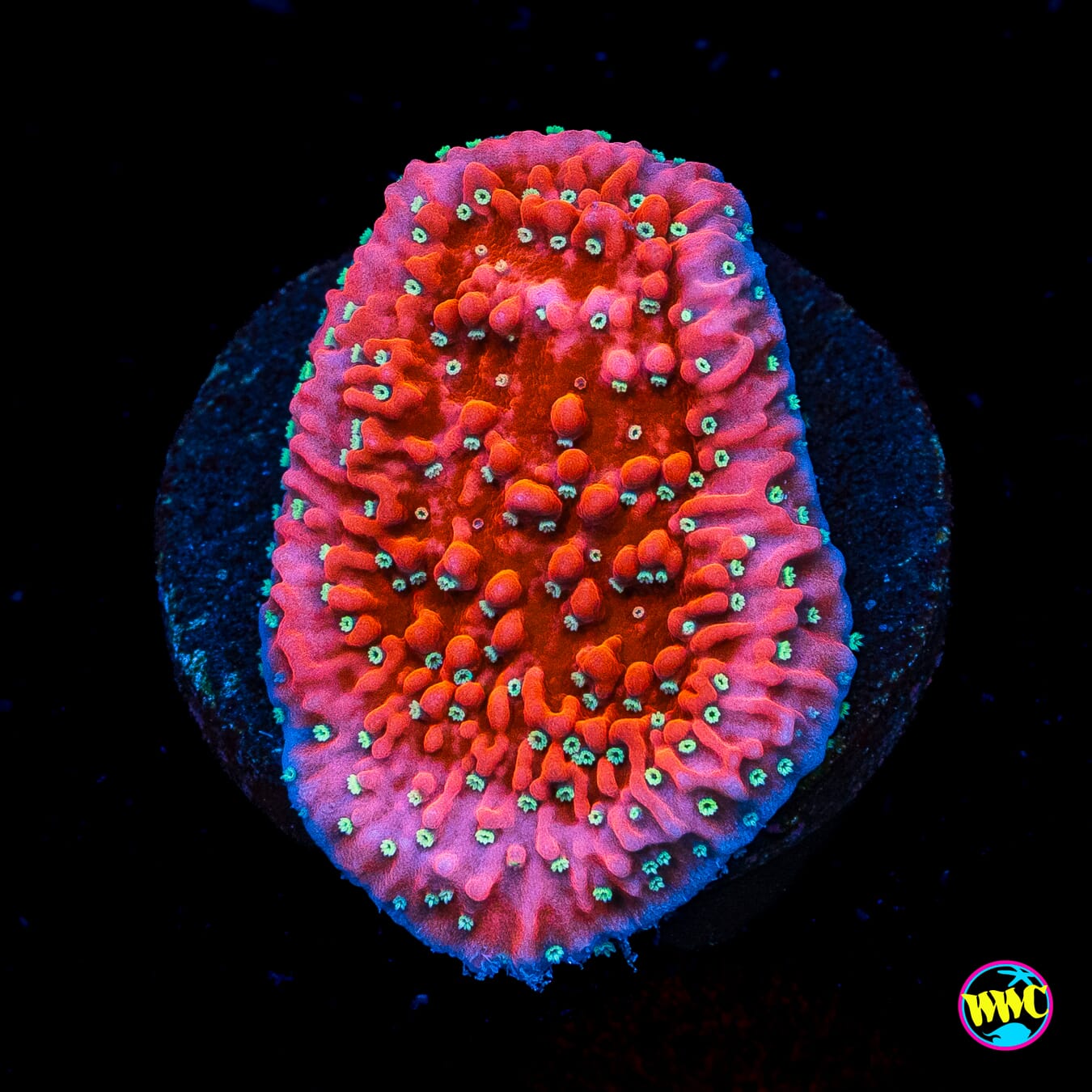 Jason Fox Snow Cap Montipora