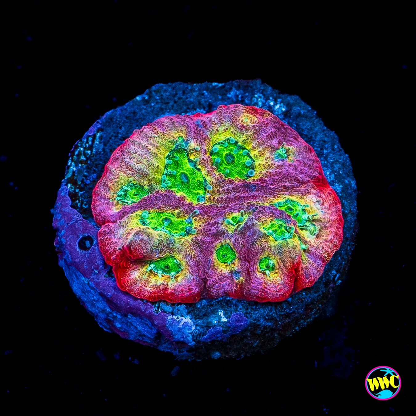 Jason Fox Dayglo Favites