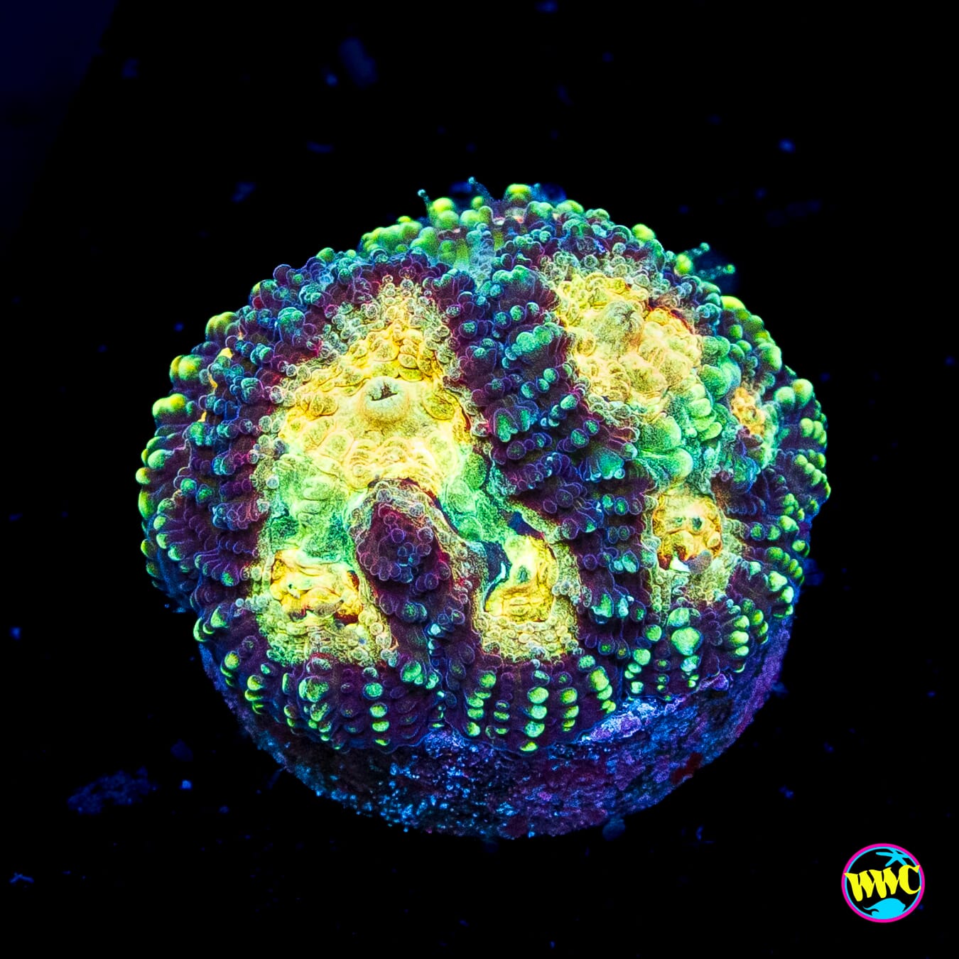 WWC Gold Digger Favia
