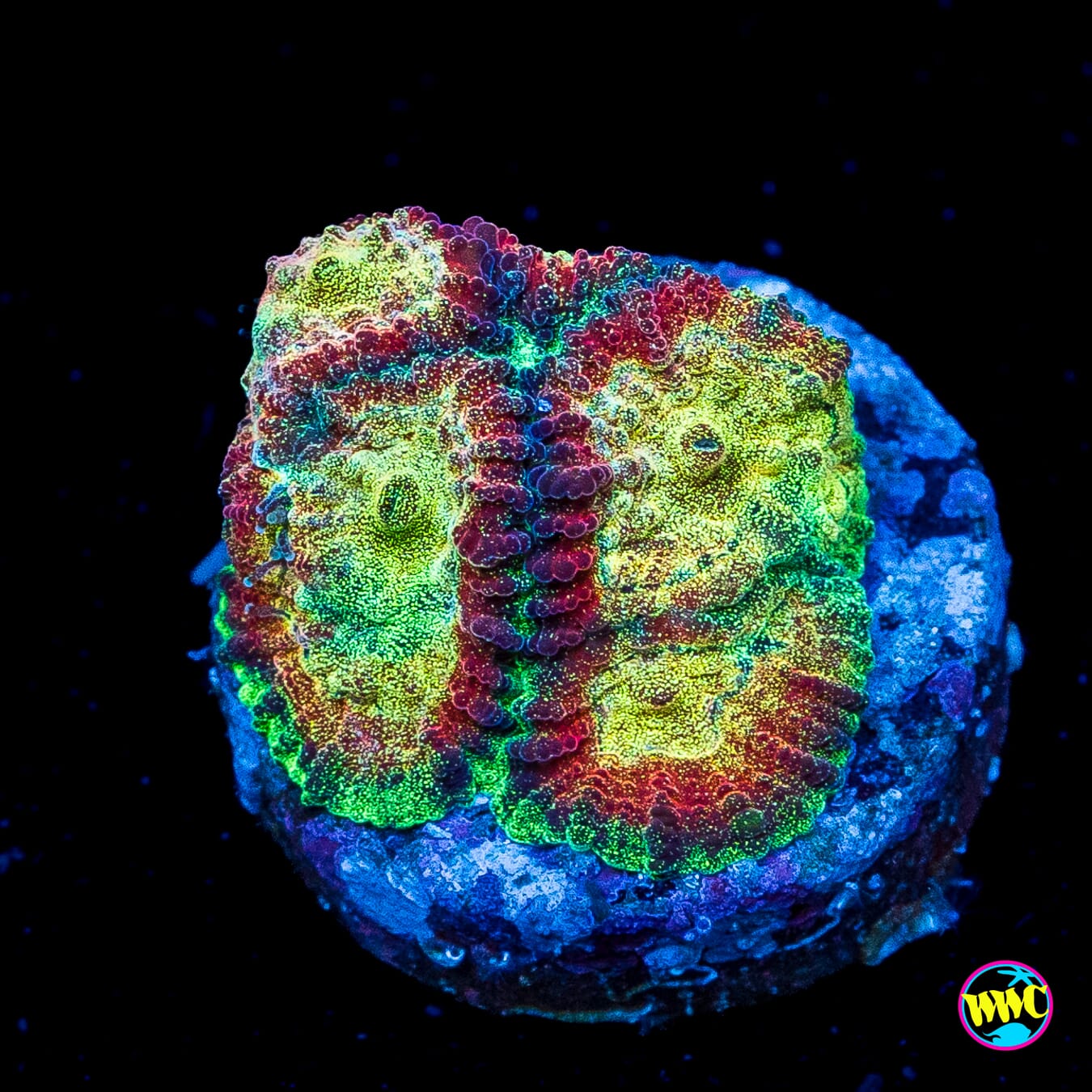 WWC Gold Dust Favia