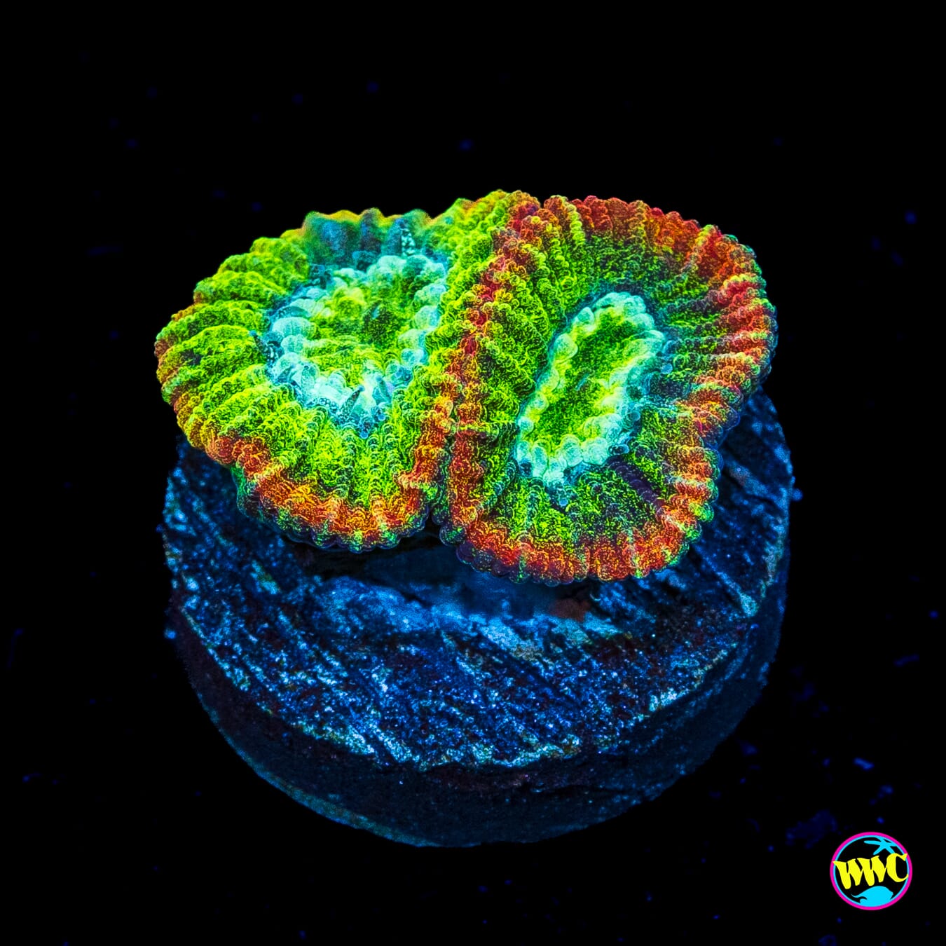 WWC Urban Zombie Favia
