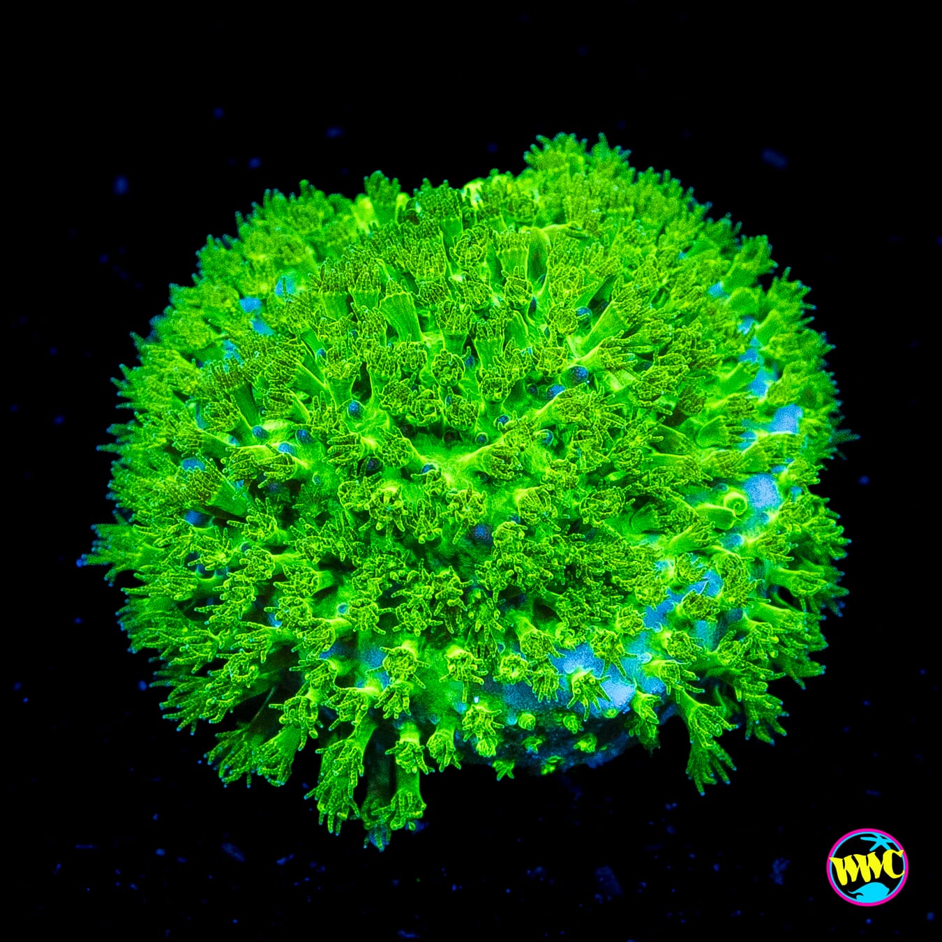 WWC Night Vision Stylocoeniella