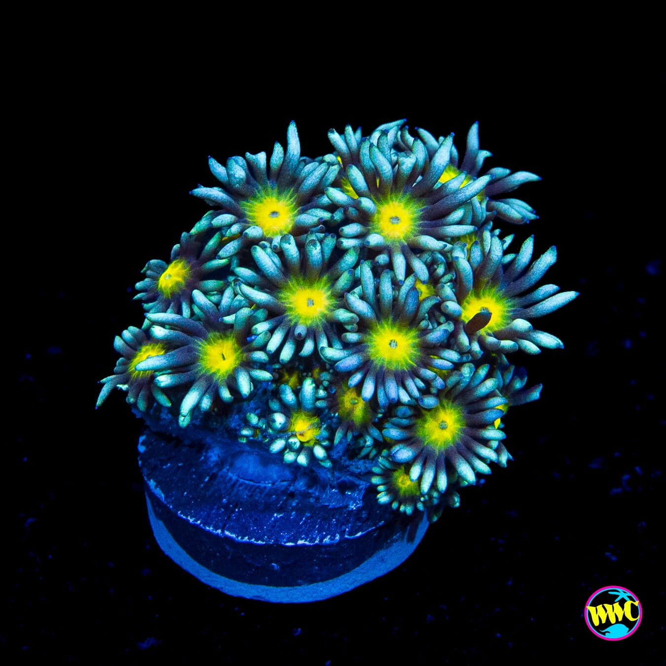 Lemon Head Goniopora