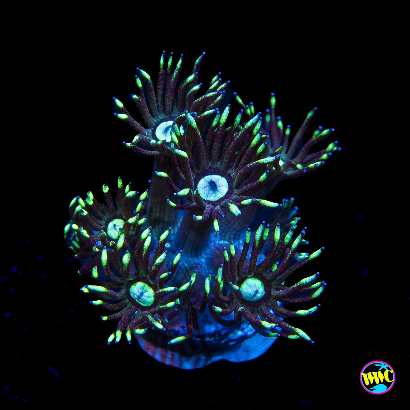 Nightmare Goniopora
