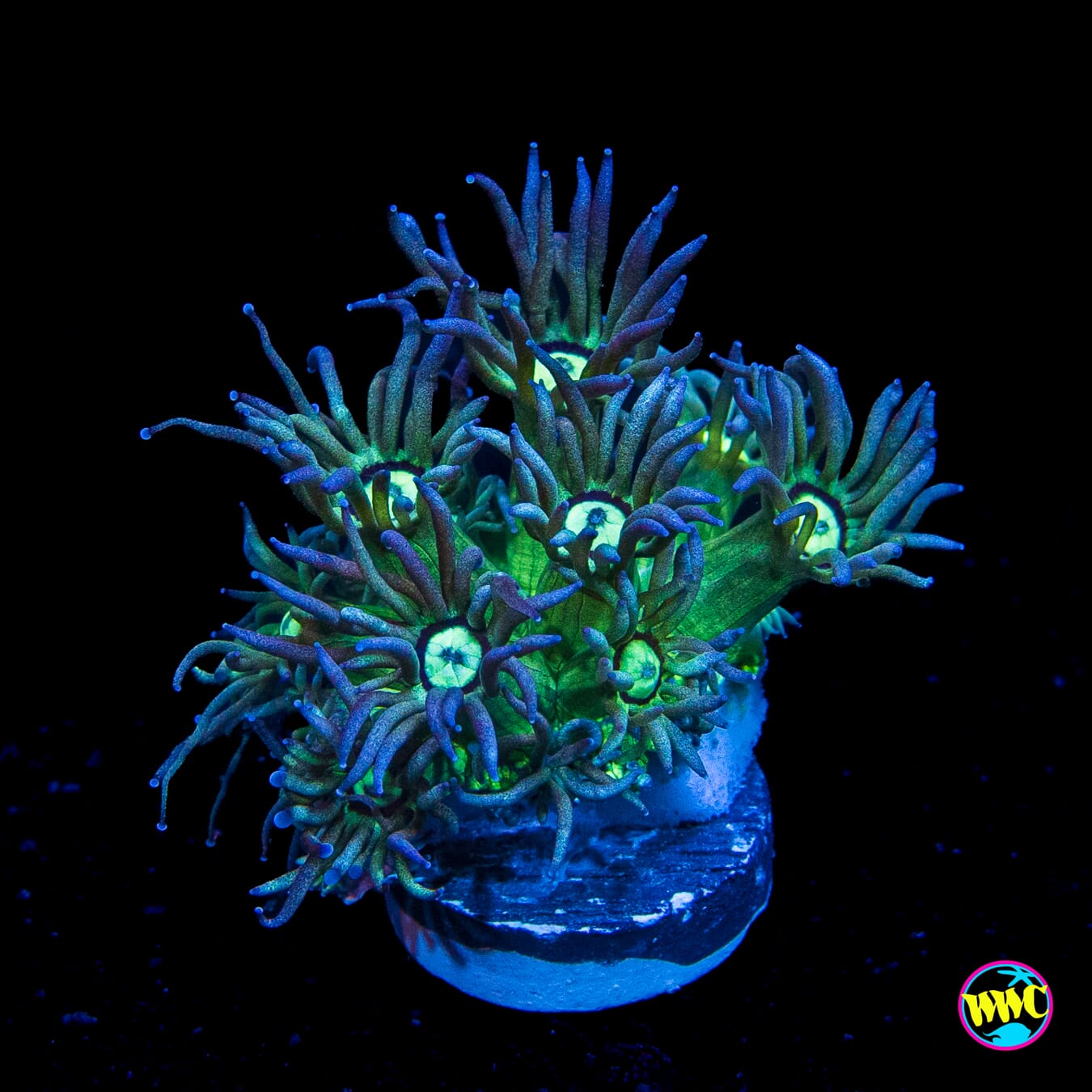 Ghoul Fingers Goniopora