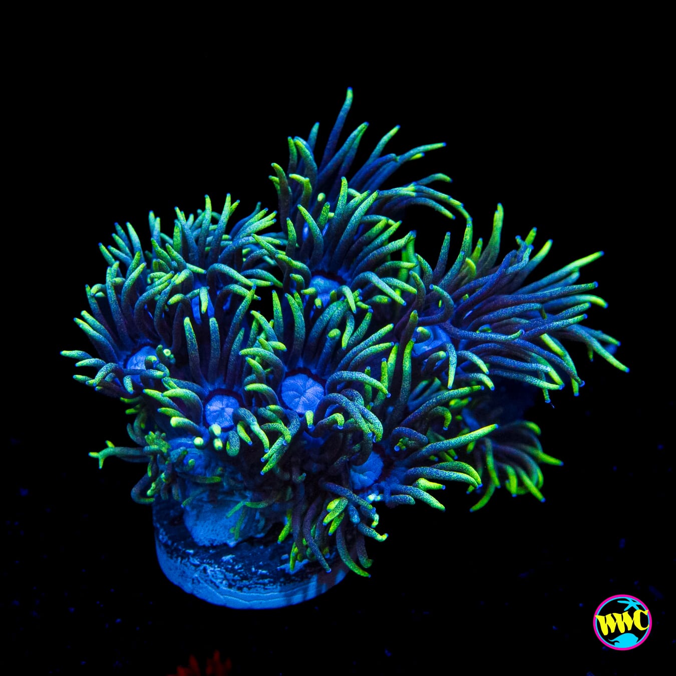 WWC Witches Fingers Goniopora