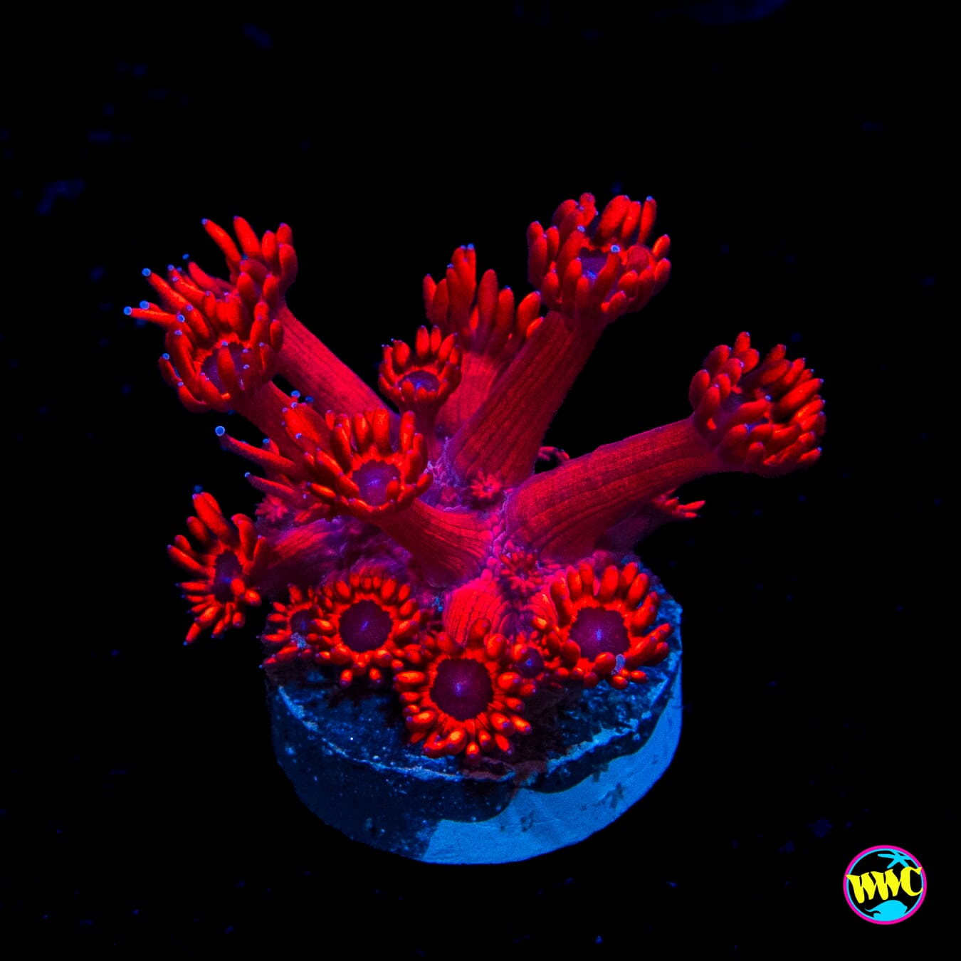Ragnorok Goniopora