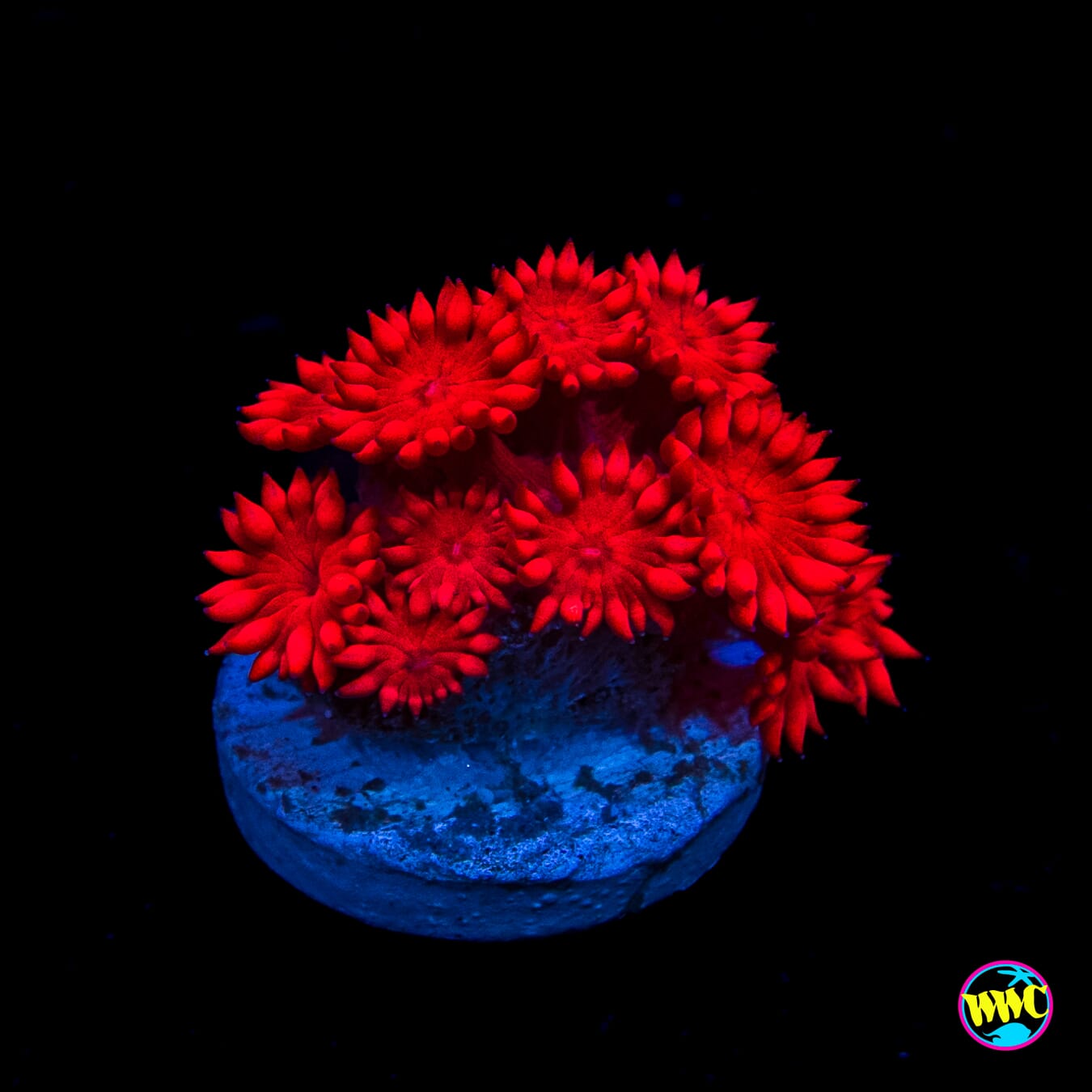 Ragin Rojo Goniopora