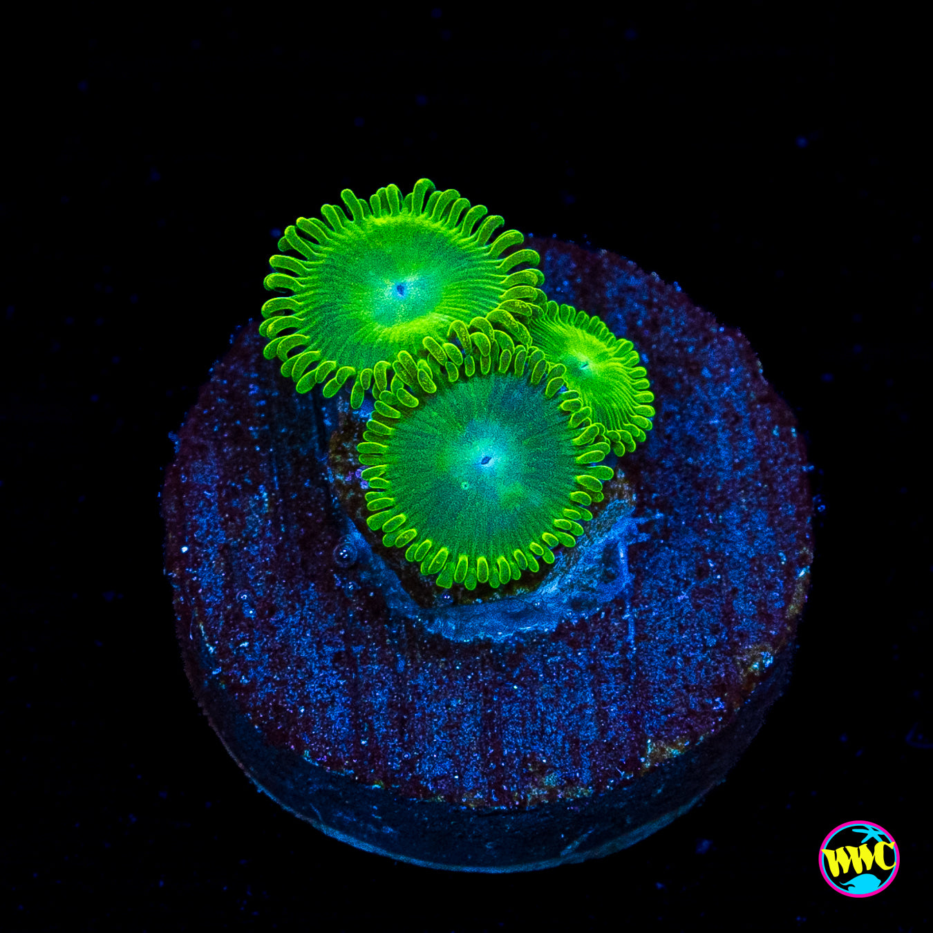 WWC Toxic Tonic Zoanthids