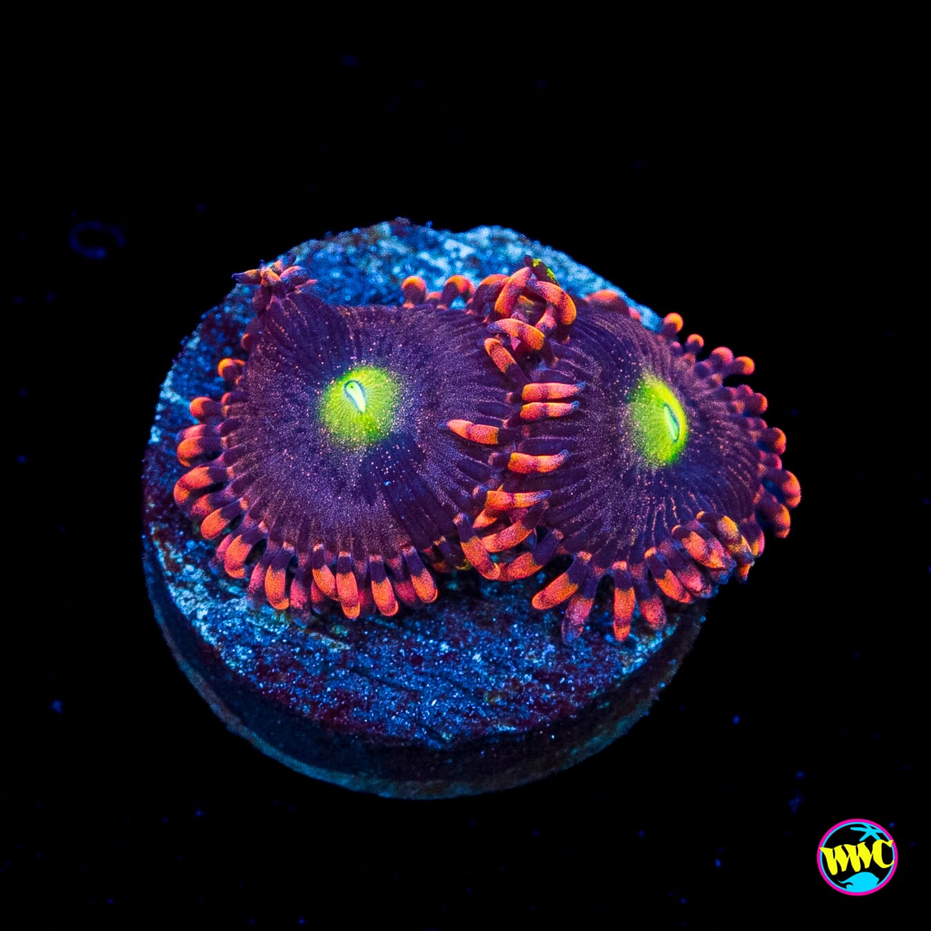 Anti Matter Zoanthids