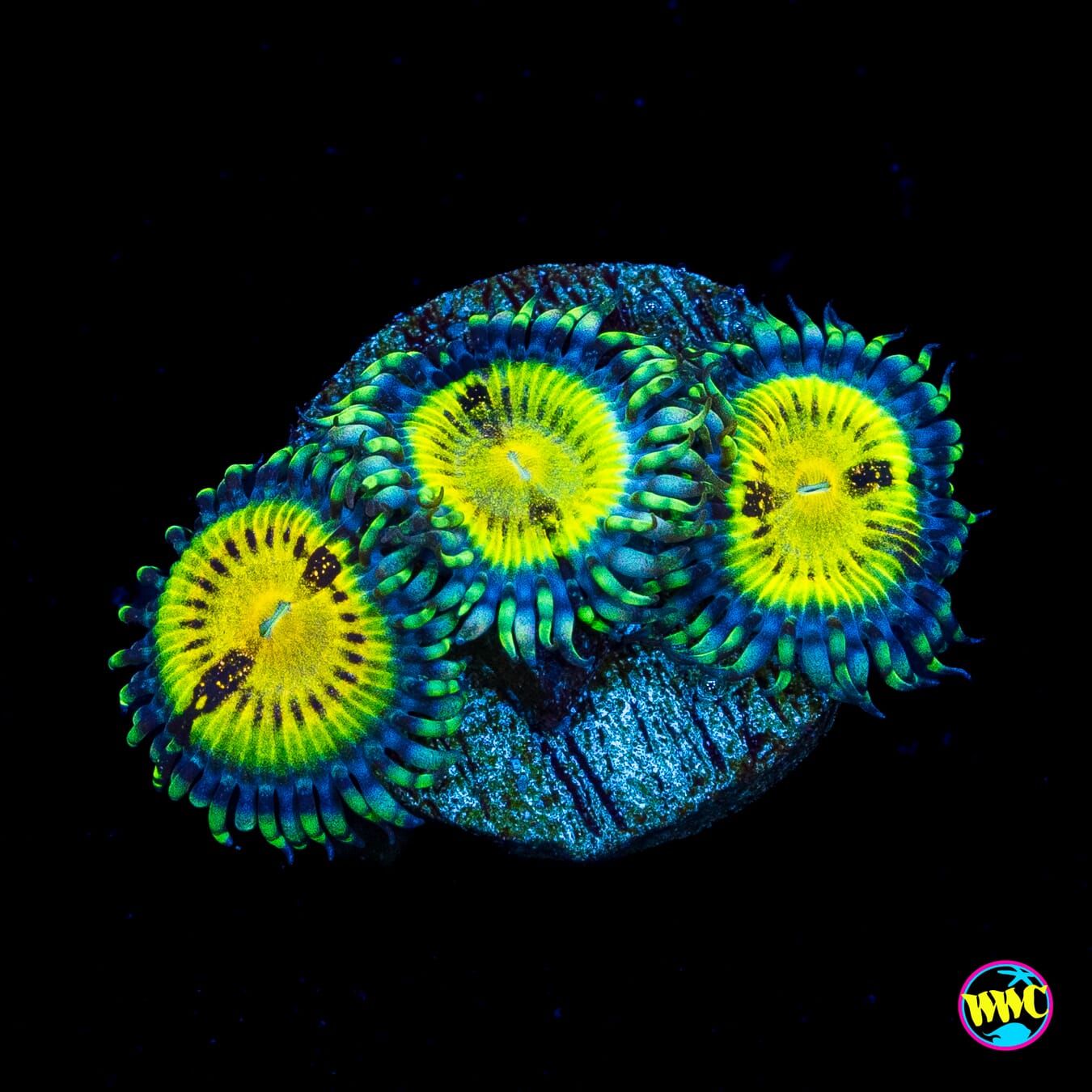 Jason Fox Butt Muncher Zoanthids