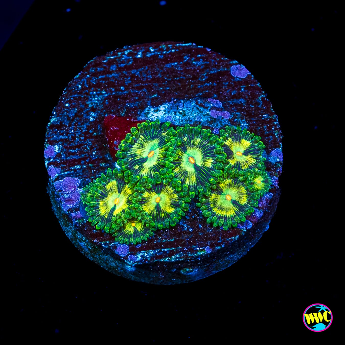 WWC Emerald Nightmare Zoanthids