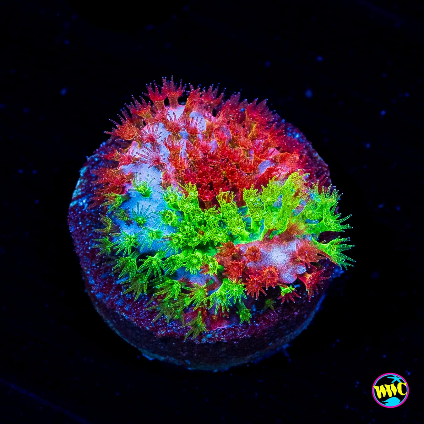 WWC Two Face Stylocoeniella