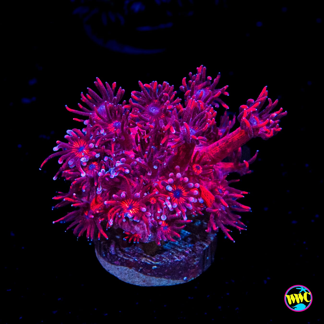 Ruby Red Goniopora