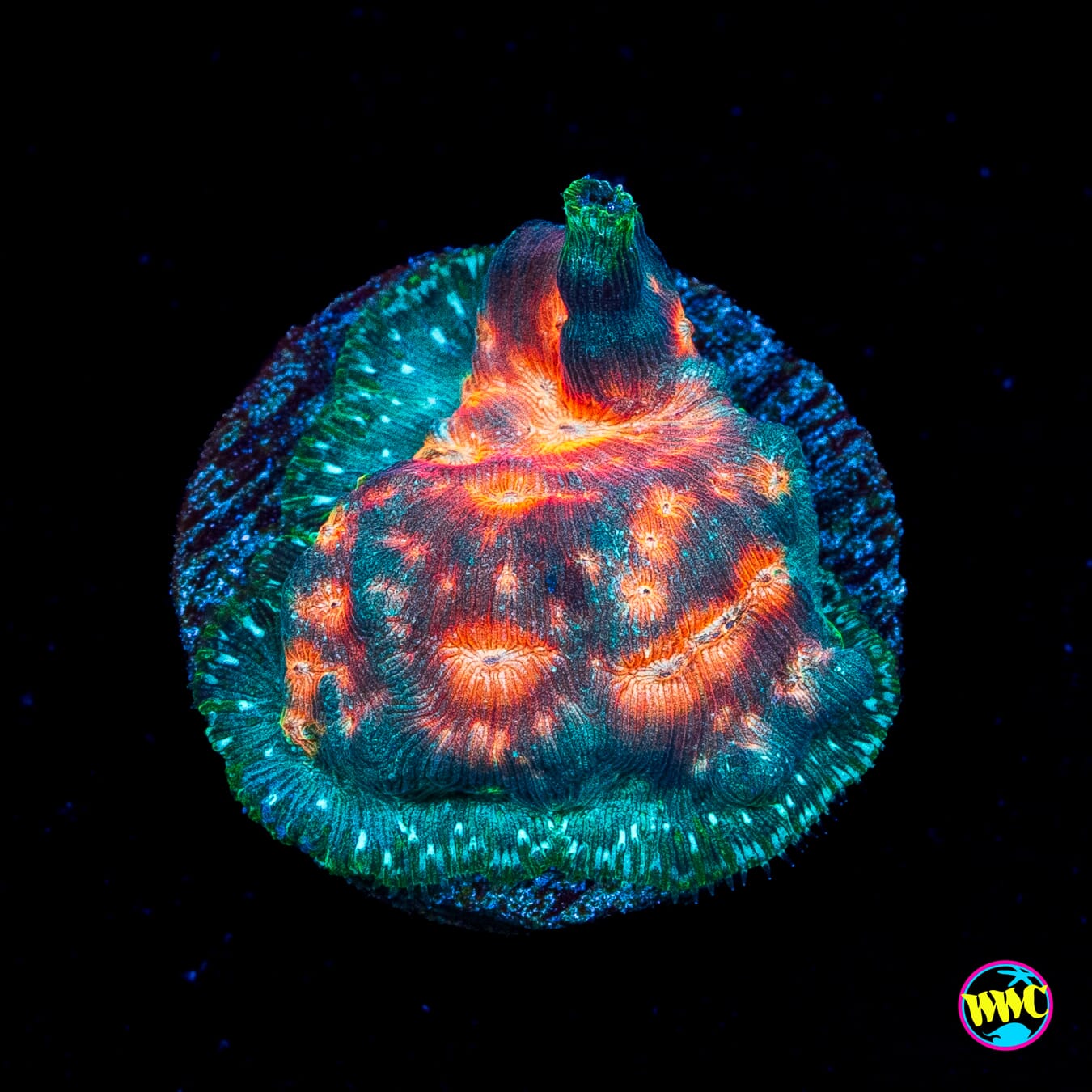Jason Fox Lava Flow Leptoseris