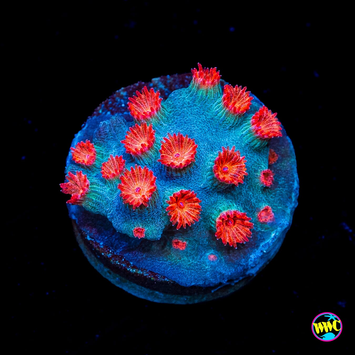 WWC Blow Pop Cyphastrea