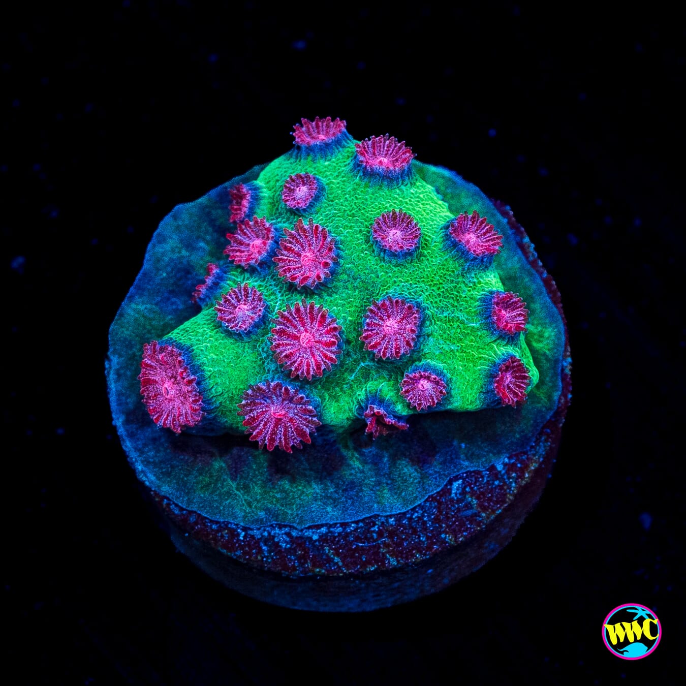 Jason Fox Alien Pox Cyphastrea