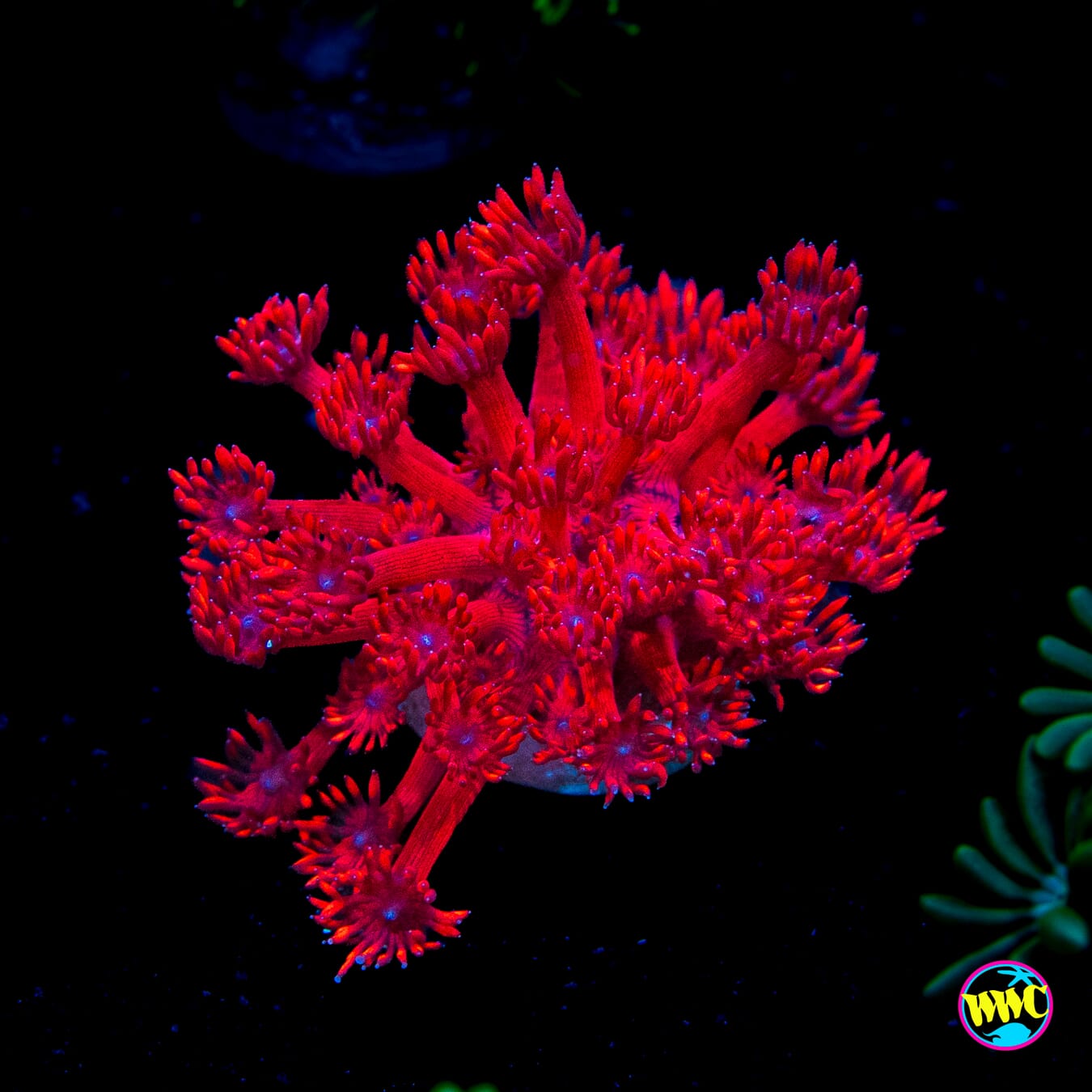 Inferno Goniopora