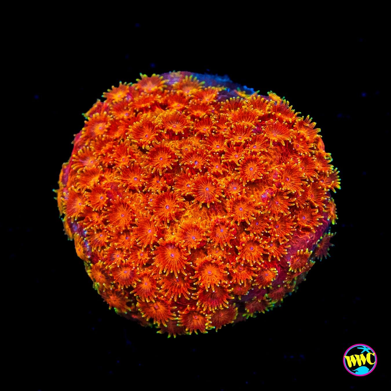 WWC Hi-Cee Cyphastrea