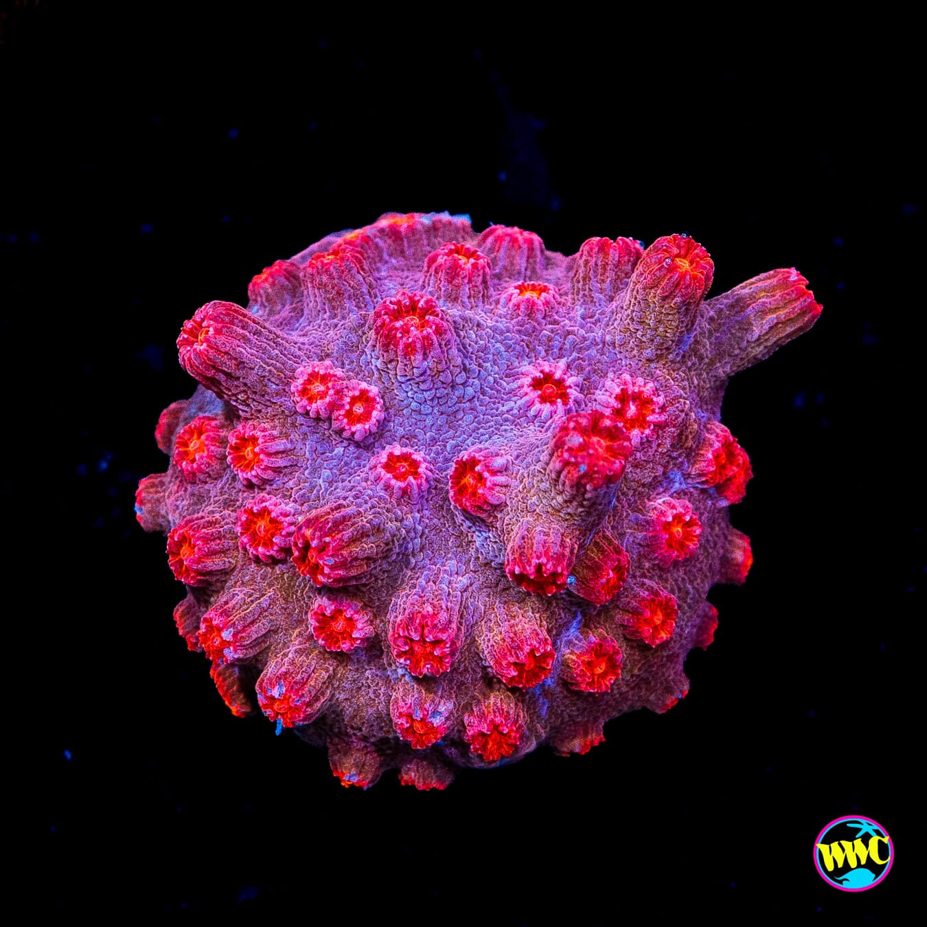 WWC Strawberry Branching Cyphastrea