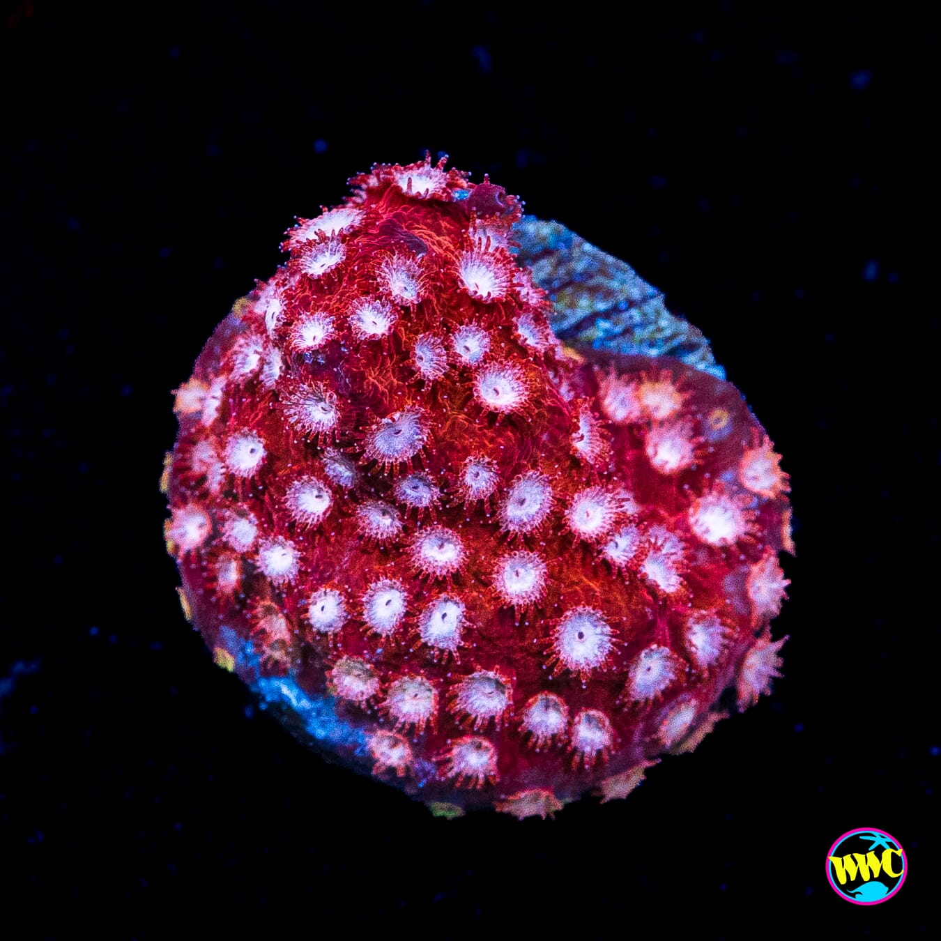 WWC Peppermint Cyphastrea