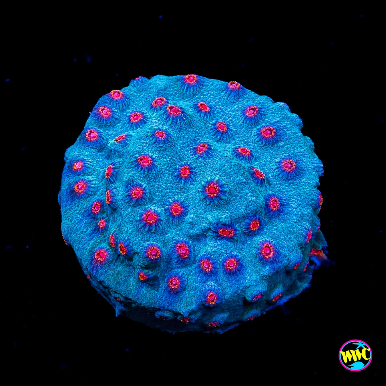 WWC Master Blaster Cyphastrea