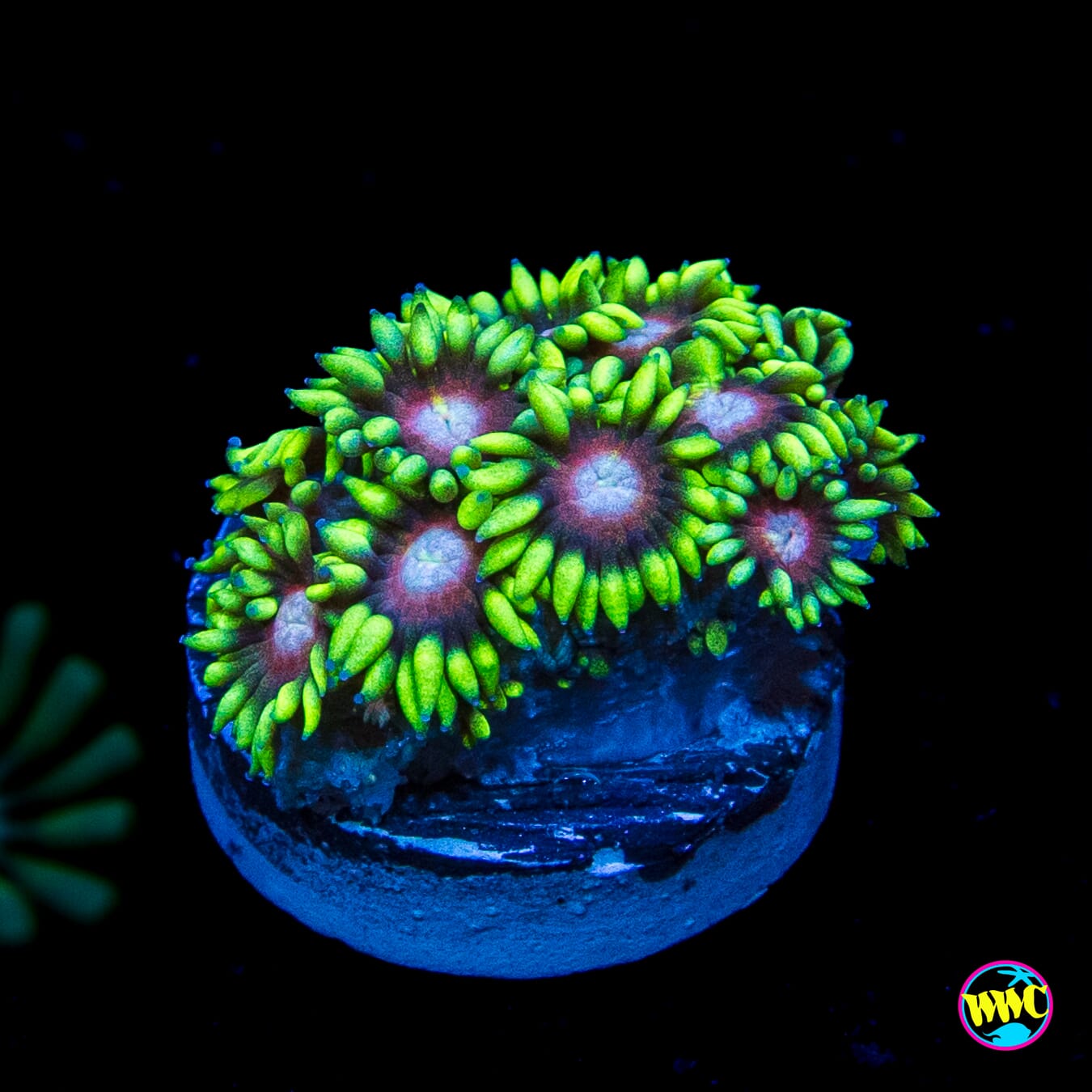 Fire Flower Goniopora