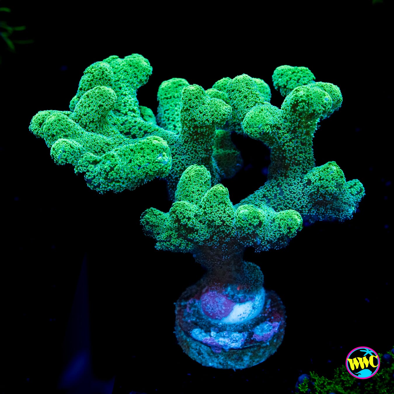 Green Birdsnest