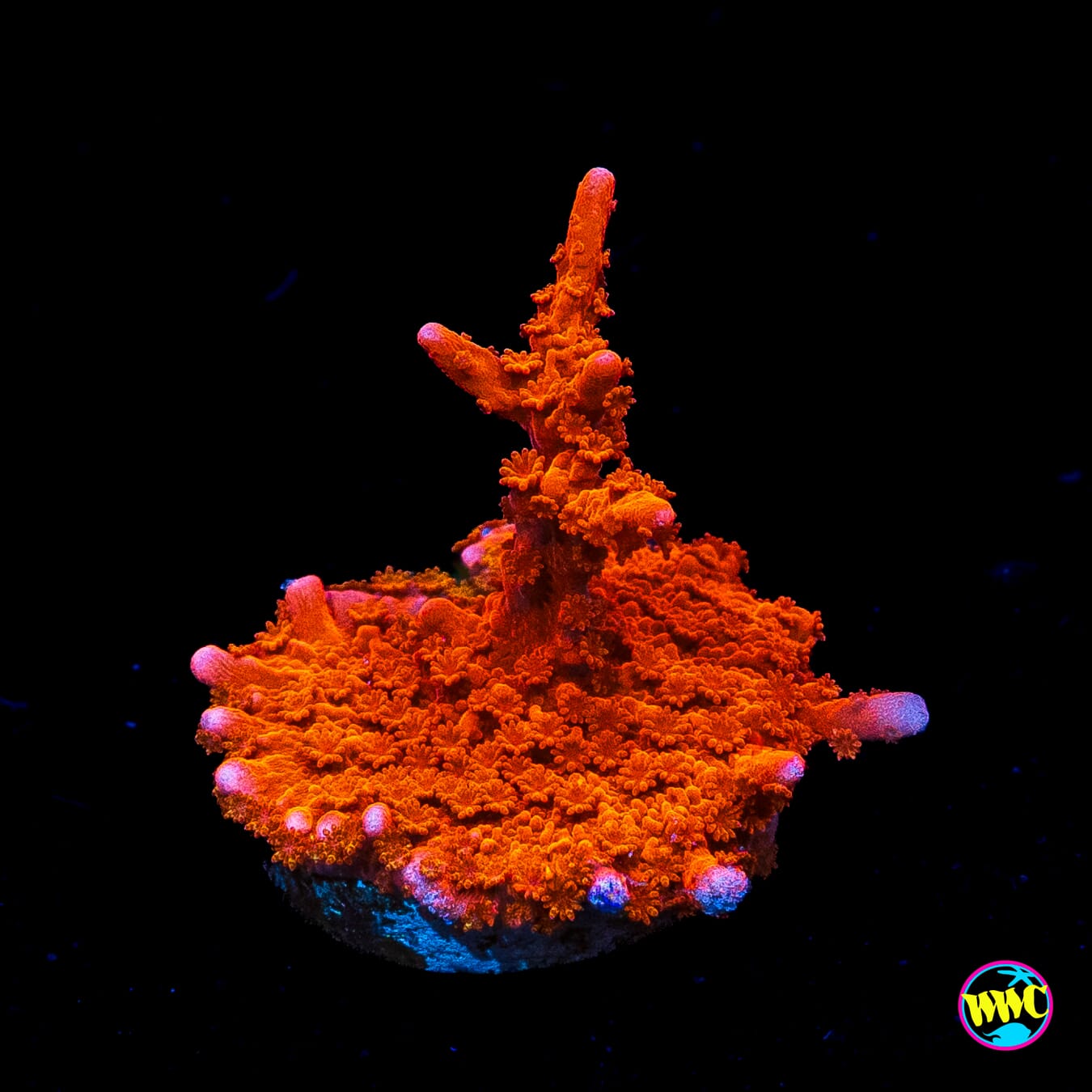 Jason Fox Fire Starter Montipora