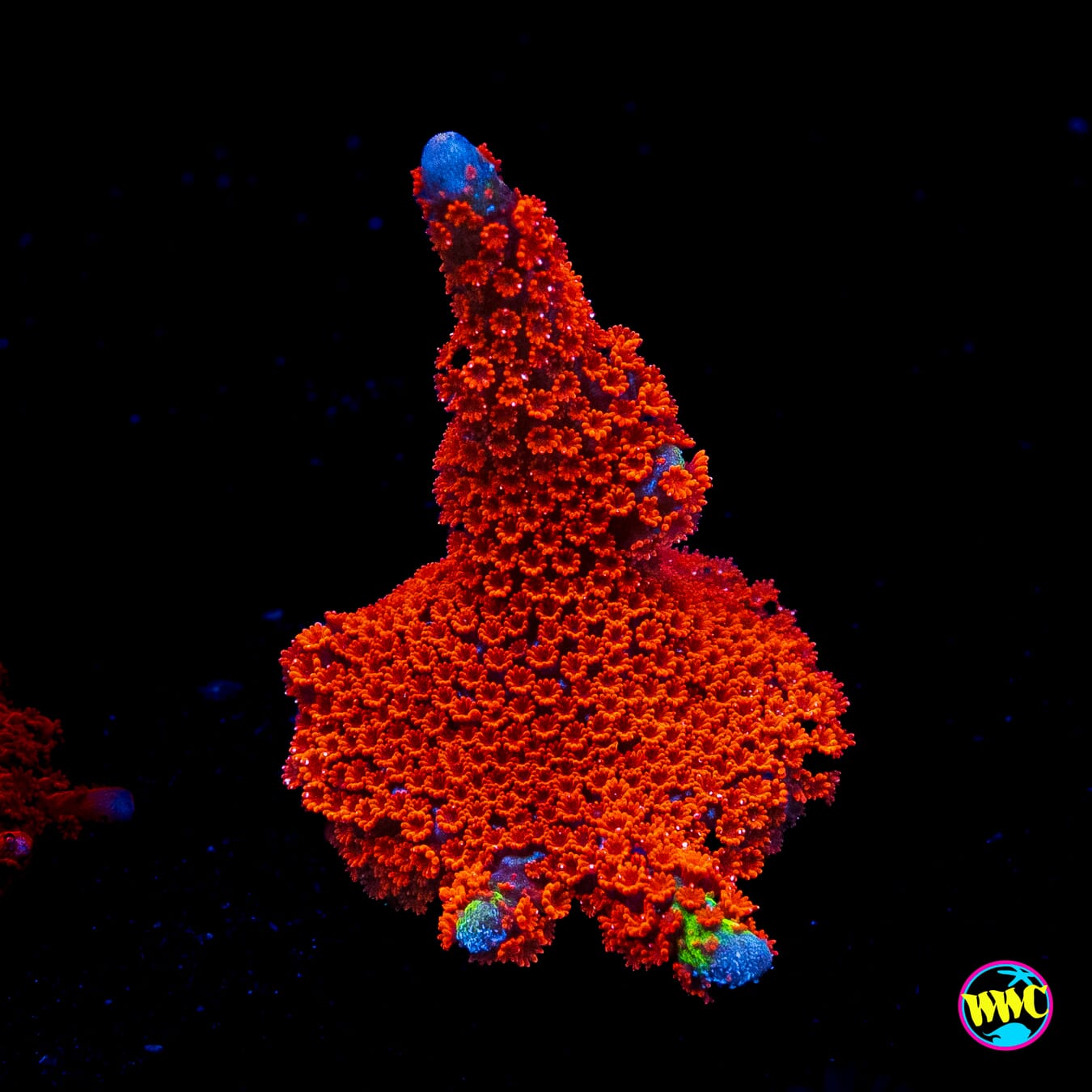 Forest Fire Digitata Montipora