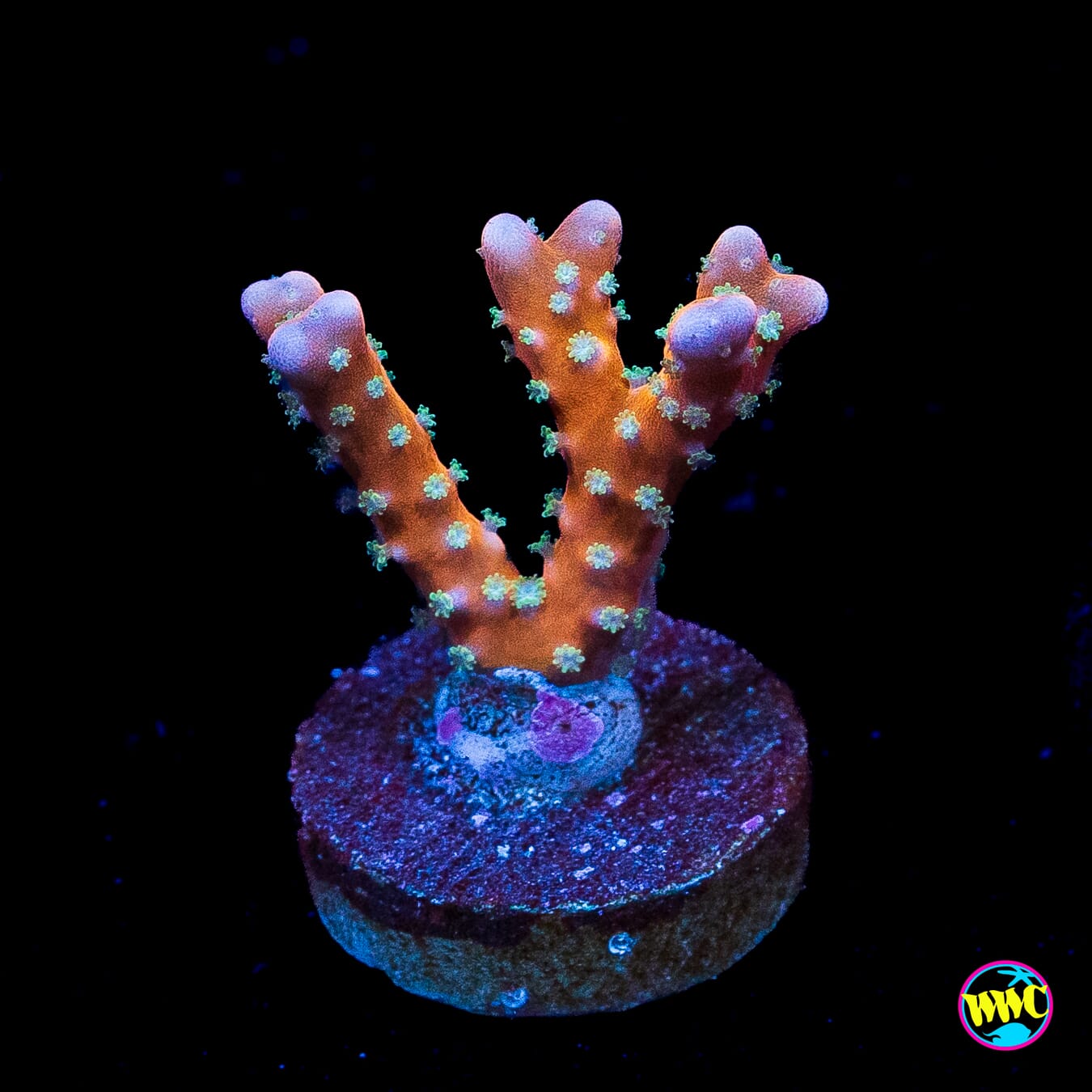 RR Tropicana Anacropora