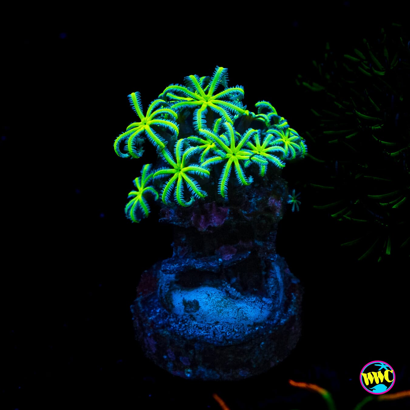 Neon Orchid Pipe Organ