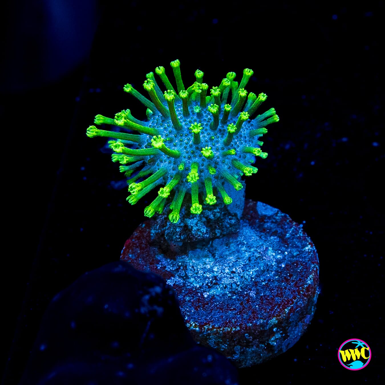 WWC Neon Polyp Toadstool Leather