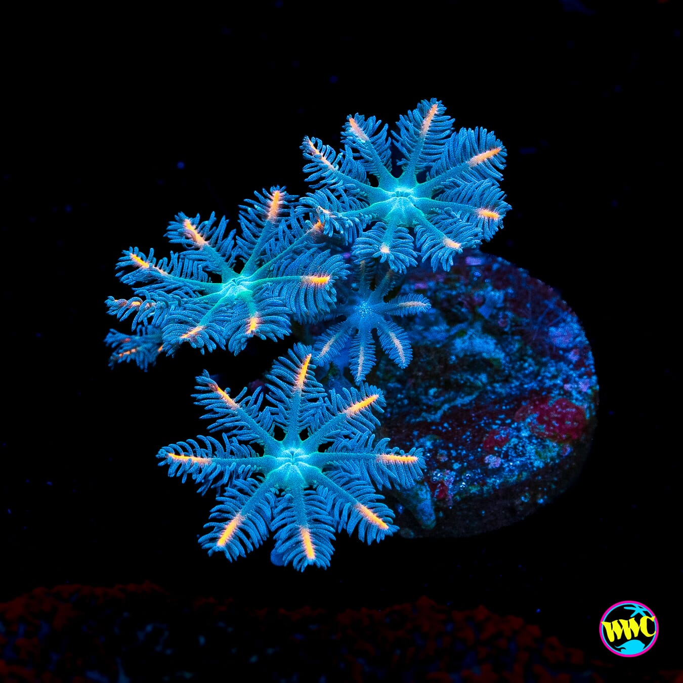 WWC Florida Squeeze Clove Polyps