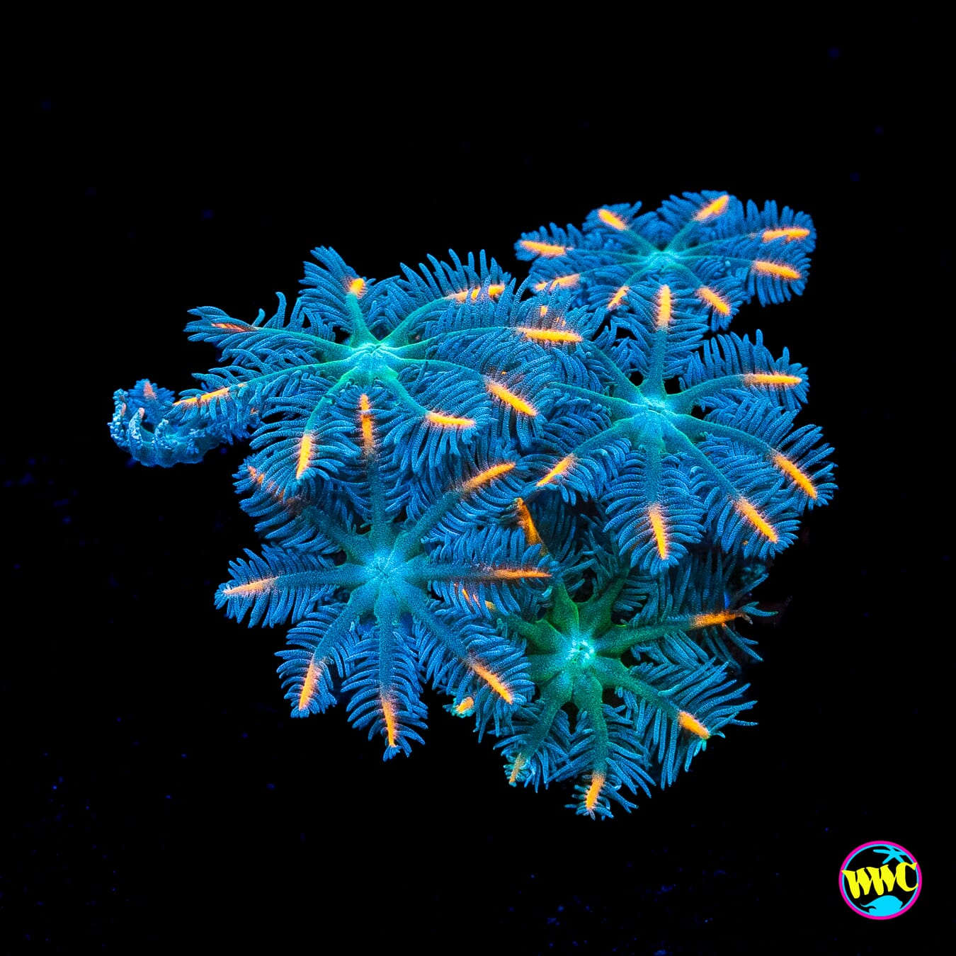 WWC Florida Squeeze Clove Polyps